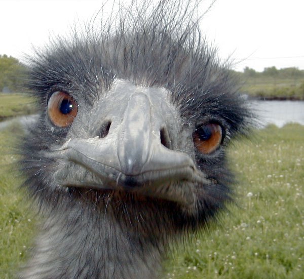 02_09_09_emu.jpg