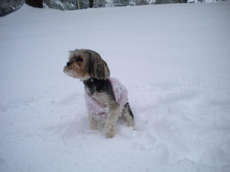 2011WinterSnow 017.jpg