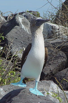 240px-Blue-footed_Booby_(Sula_nebouxii)_-one_leg_raised.jpg