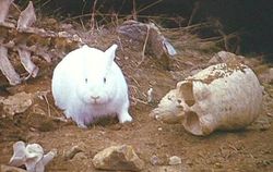 250px_Killer_rabbit.jpg