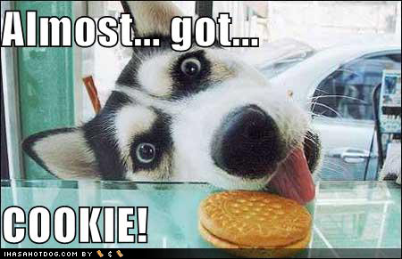 almost-got-cookie-loldogs-funny-pictures.jpg