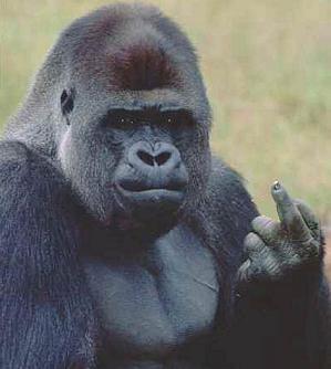 ape-finger-b2.jpg