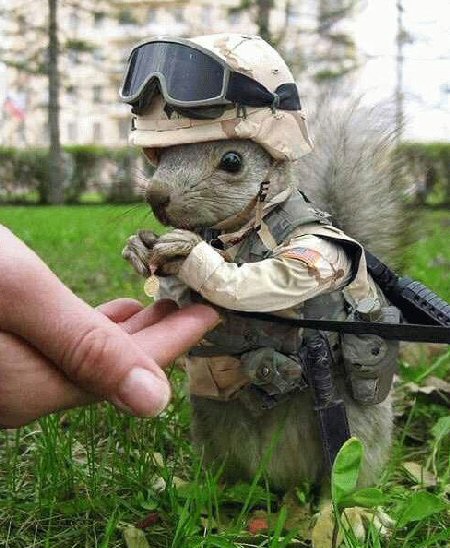 army_squirrel.jpg