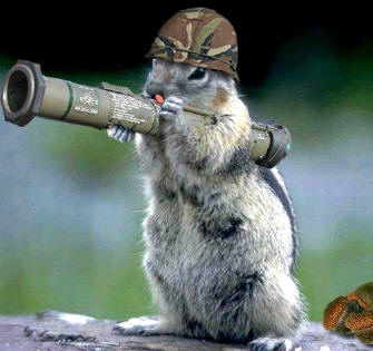 army_squirrel1233748592.jpg