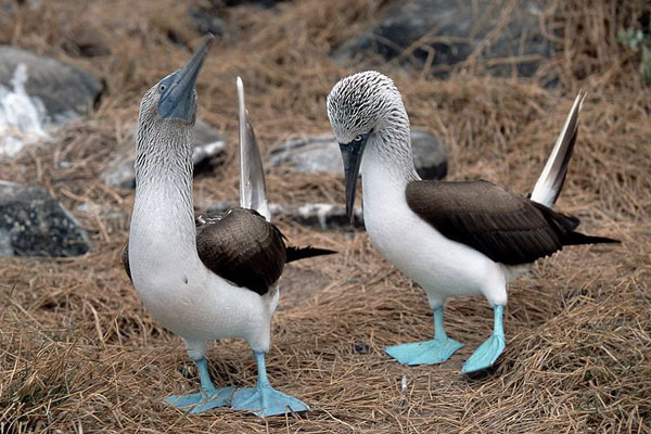 blue-footed-booby-dance.jpg