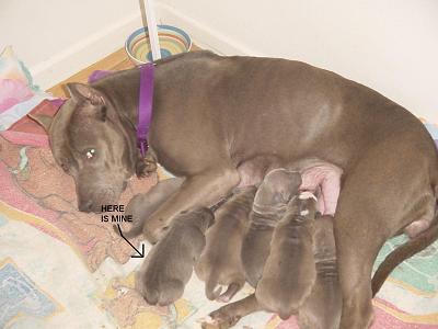 Blue_Pitbulls_Jimmy_Lisa_010ARROWMINE.JPG