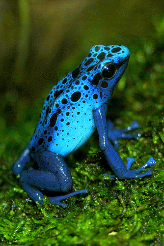 blue_poison_dart_frog.jpg