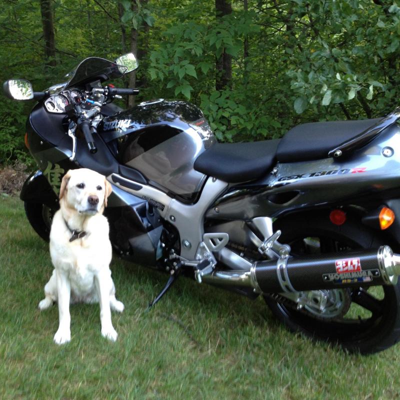 Busa Dog.jpg