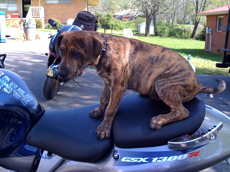 busa on busa.jpg