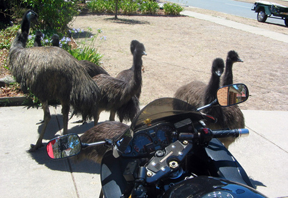 Busa_Emu_s.jpg