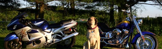 Busa_Hog_Dog__Small_.jpg