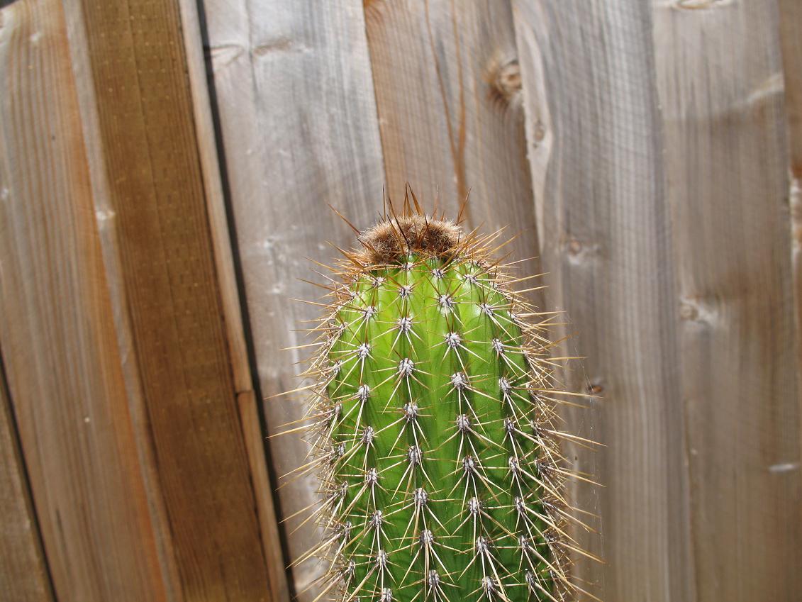 cacti_2_001.jpg