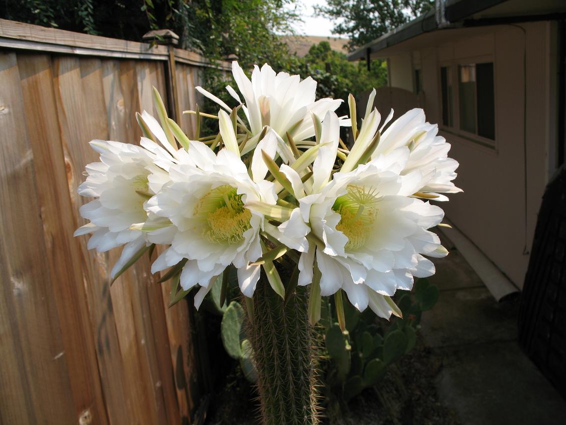 cacti_7_015.jpg