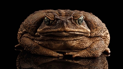 cane toad-s.jpg