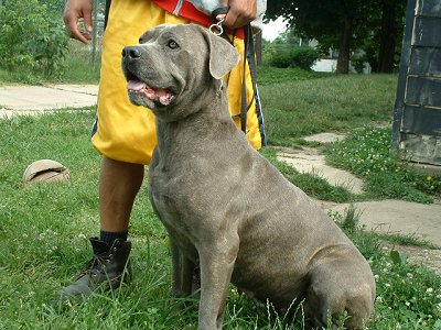 Cane_Corso.jpg