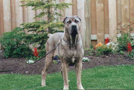 CaneCorso.jpg