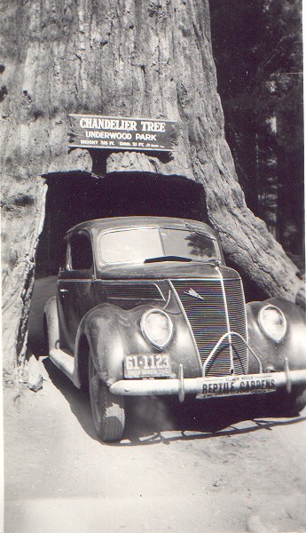 Car-Redwood-Leggett.jpg