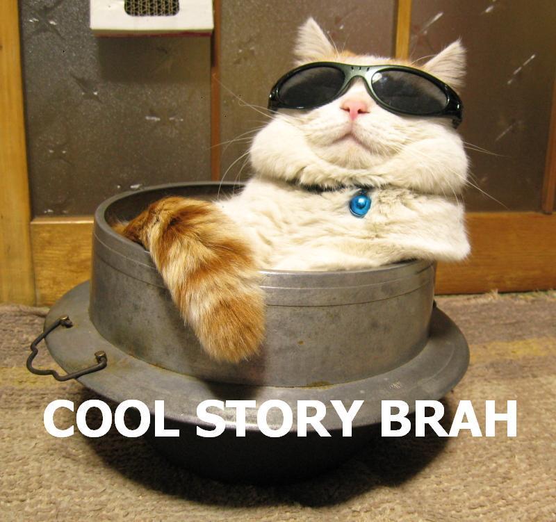 cat-cool-story.jpg