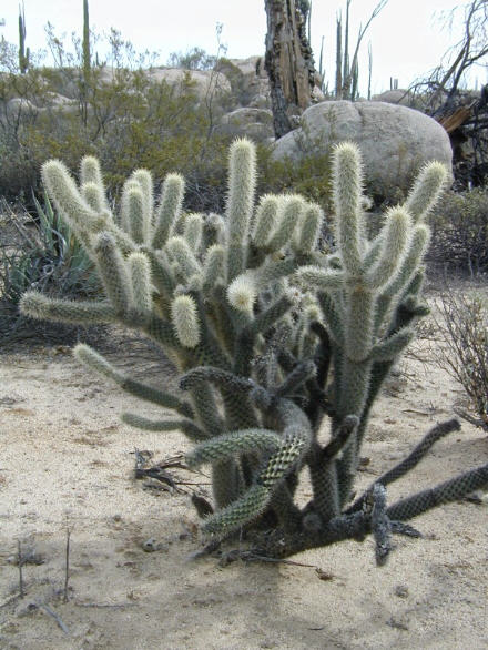 Cholla.jpg