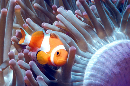 Clownfish.300a.jpg