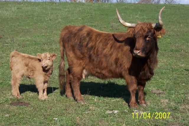 cow_calf__Small_.jpg