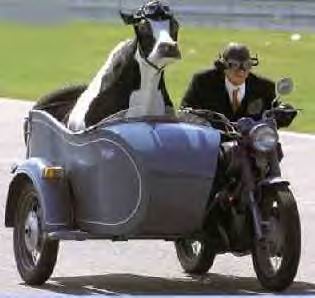 cowsidecar.jpg