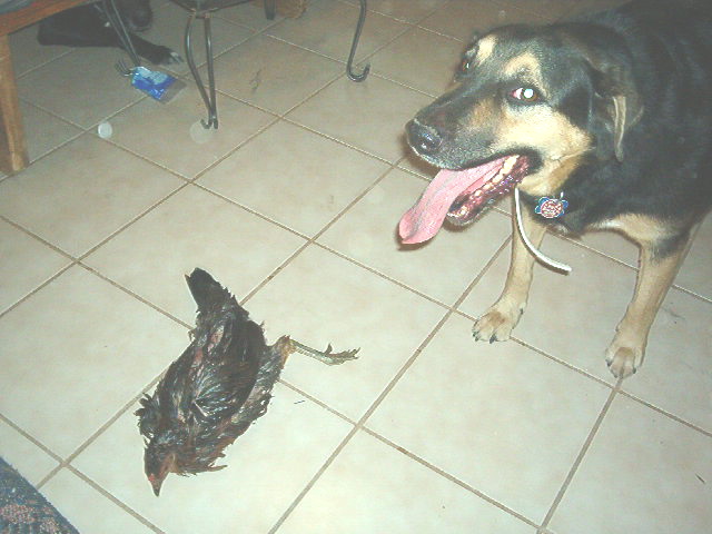 Dead_chicken_and_Max.JPG