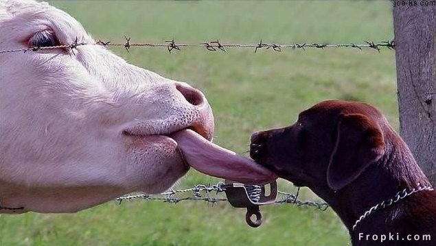 dog kiss cow.jpg