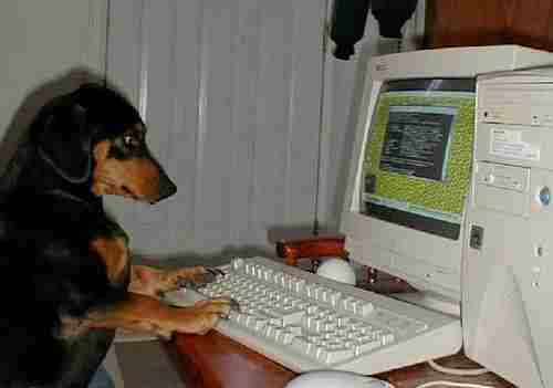 dog___computer.jpg