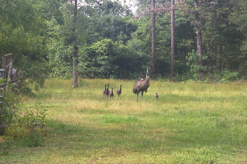 EMU_HERD.jpg