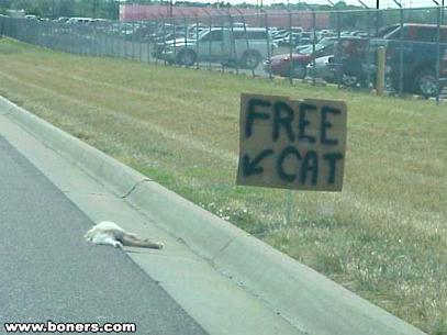 free_cat.JPG