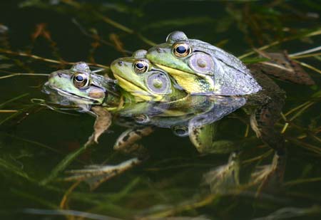 frogs-lg.jpg