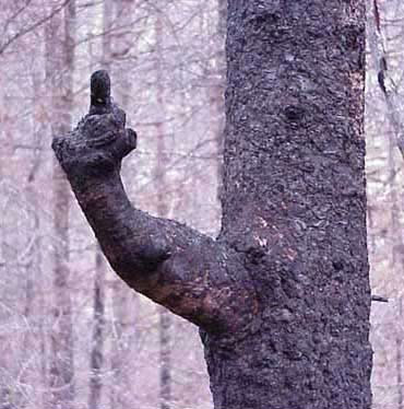 gesturing_20tree.jpg