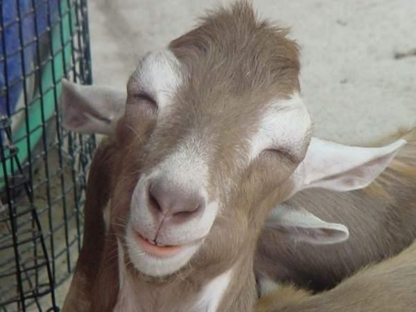 goatcute.jpg