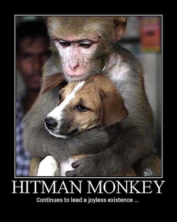 hitman_monkey (2).JPG