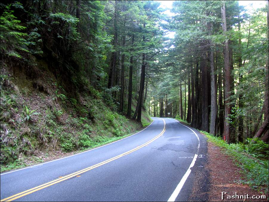 Img_0083_Hwy1_redwoods.jpg