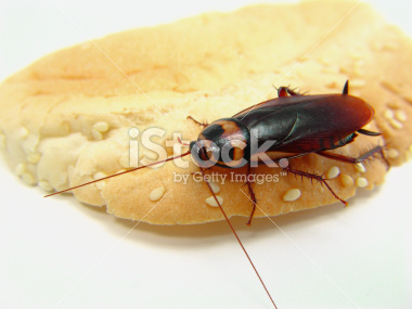 istockphoto_2456670_palmetto_roach.jpg