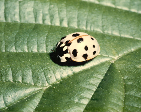 Ladybug-white-82-07-16-600px.jpg