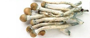 magic-mushrooms-shrooms-header.jpg