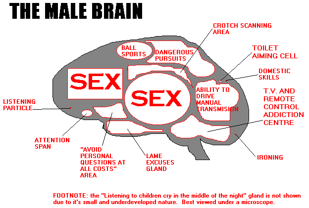 male_brain.gif