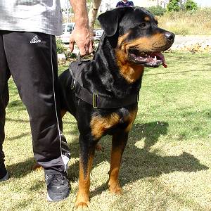 nylon-dog-harness-tracking-pulling-patroling-police-3.jpg