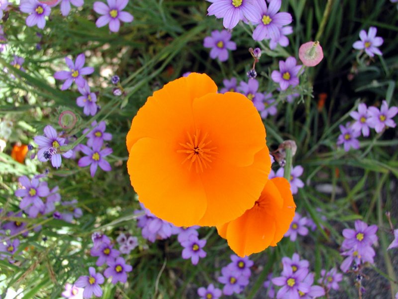 Orange_Flower.jpg