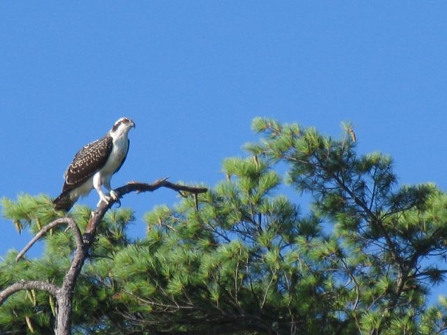 osprey.jpg