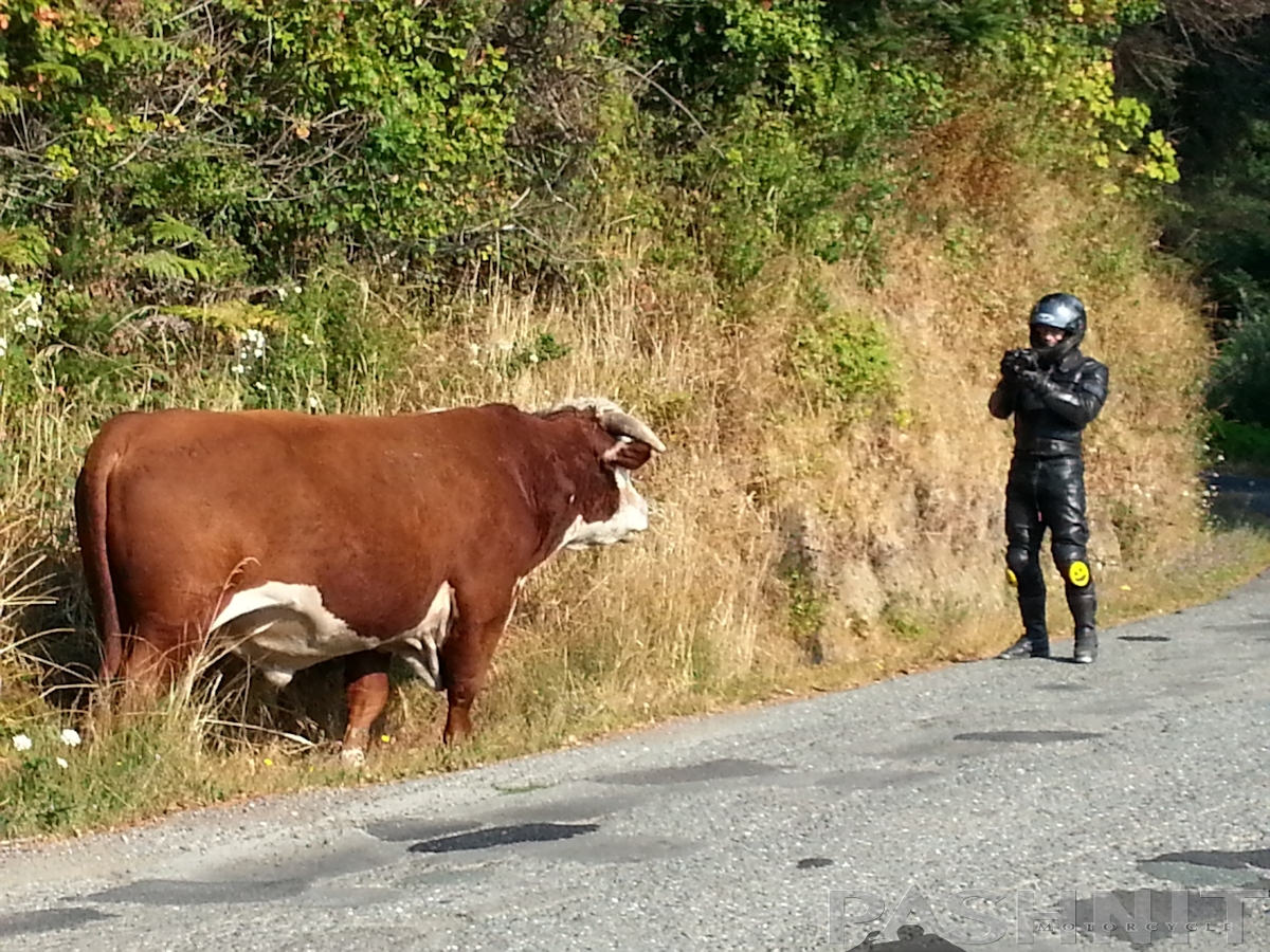 pashnit-cows-1-1200.jpg