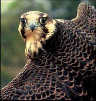 peregrine-falcon.jpg