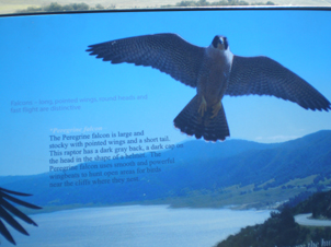 Peregrine_Falcon_on_Raptor_Directory_Palomar_Lookout_17FEB08.jpg