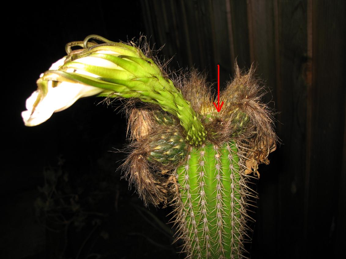 pet_cacti_013.jpg