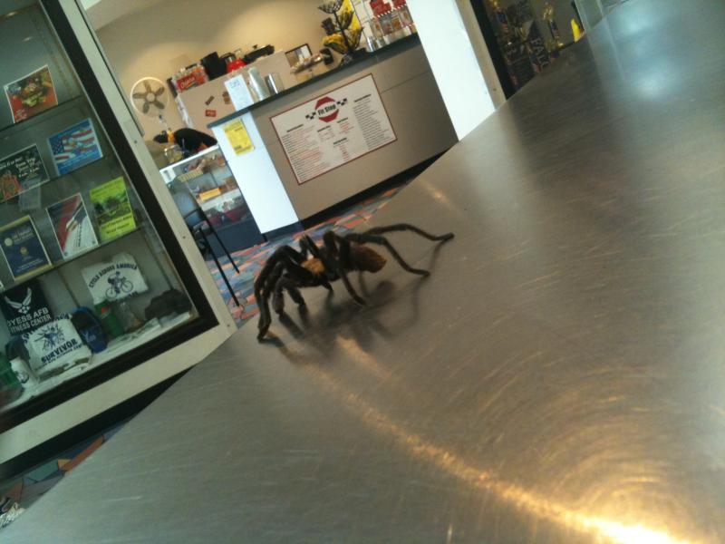 photo of spider.jpg