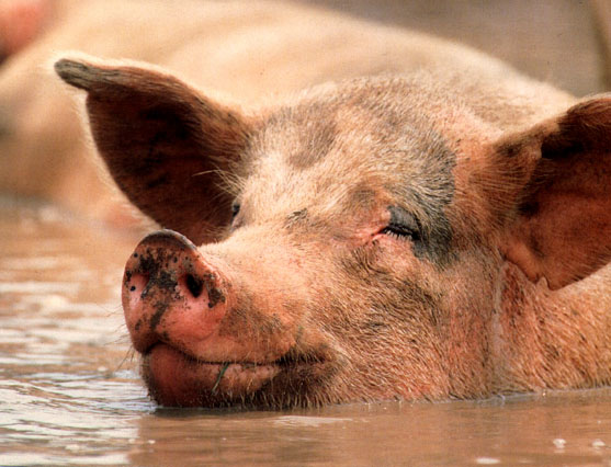 pig-in-mud.jpg