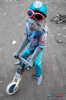 post-6-38030-monkey_riding_bike.jpg